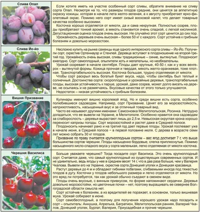 Лучшие самоплодные сорта груш: особенности выращивания