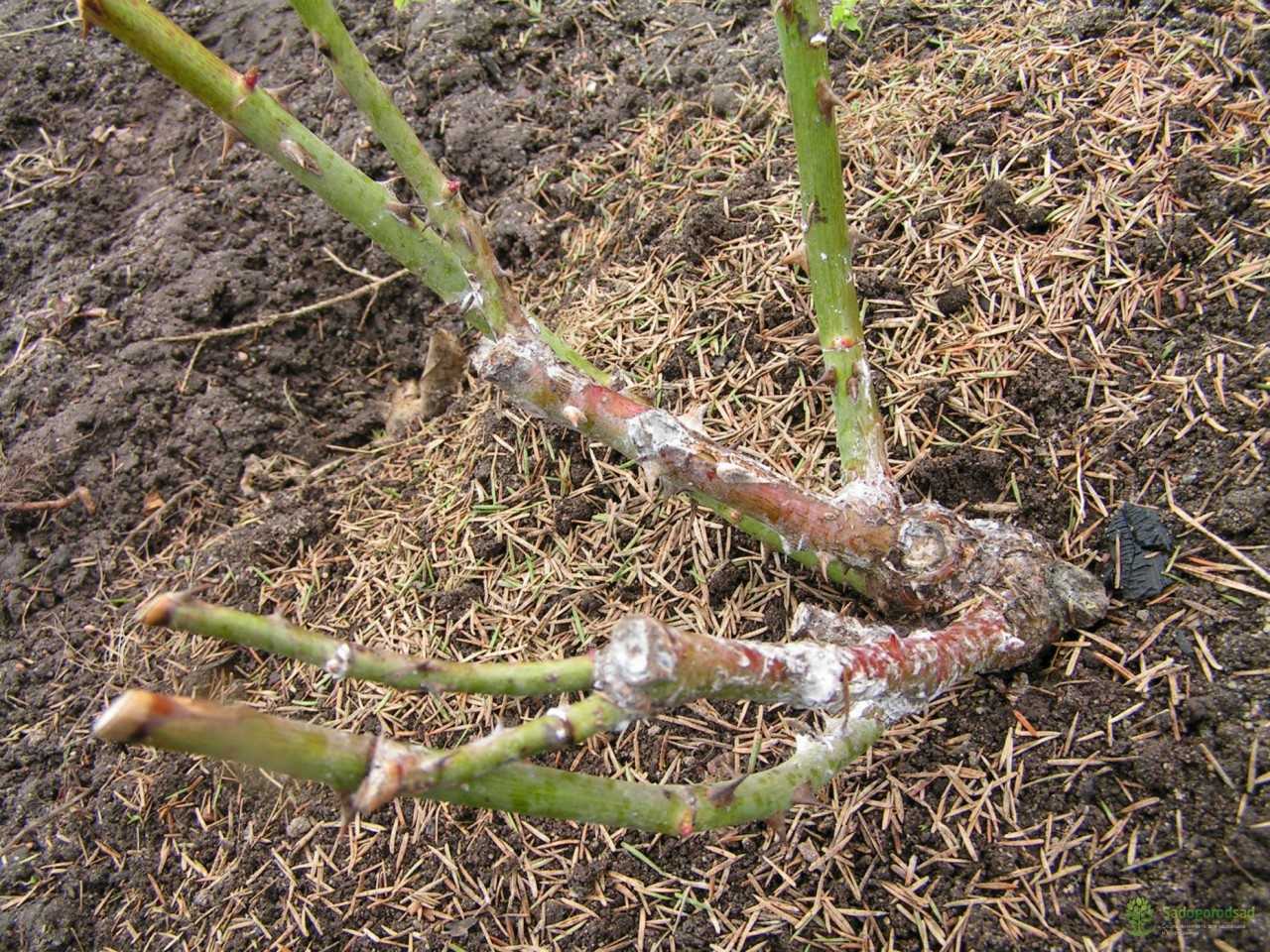 Обработка роз весной, летом и осенью - питательные и лечебно-профилактические растворы для подкормки и опрыскивания