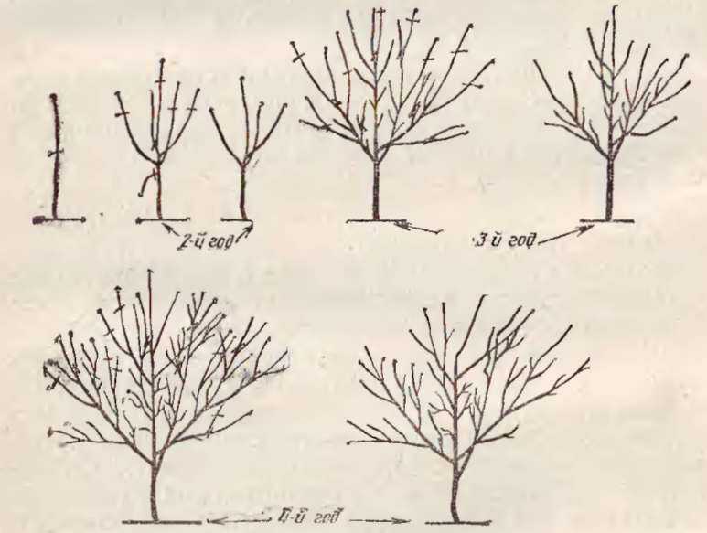 Обрезка сливы летом: как правильно проводить летнюю подрезку сливы для формирования или омолаживания дерева, дальнейший уход