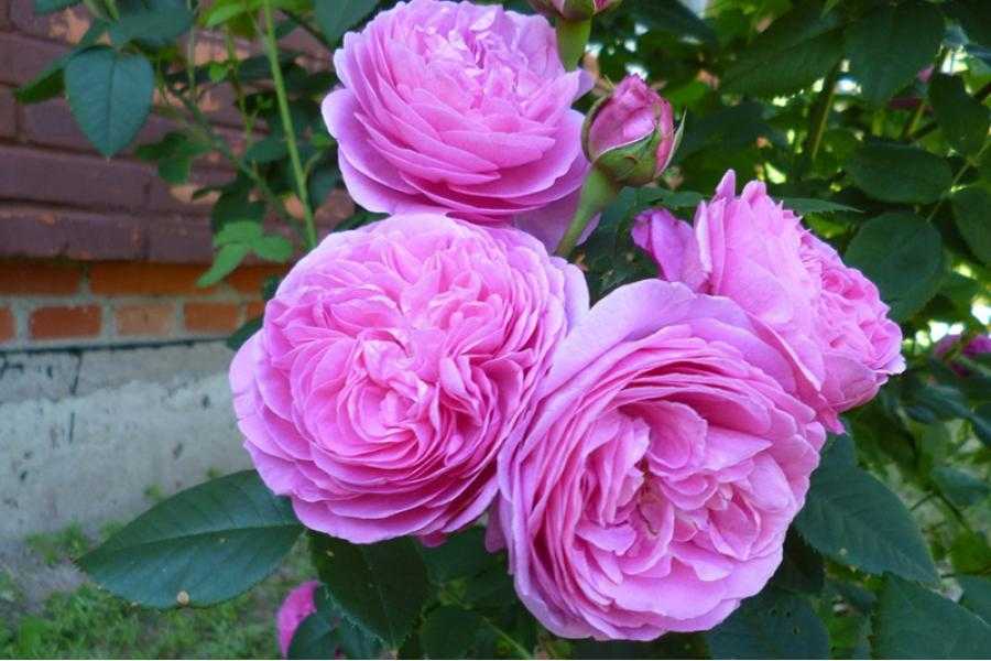 Парковая роза луис одьер: фото, отзывы, описание и выращивание сорта