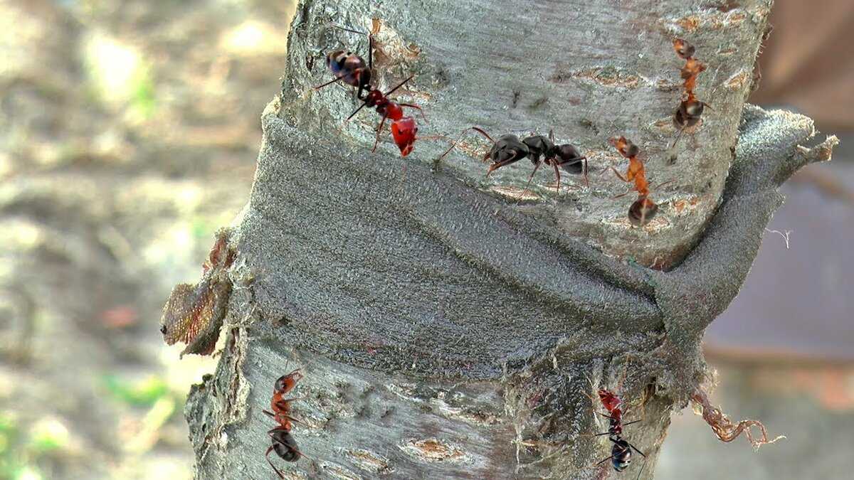Как избавиться от муравьев на плодовых деревьях: эффективные составы для обработки деревьев, барьерные способы защиты Плюсы и минусы присутствия насекомых на участке По каким признакам их можно обнаружить