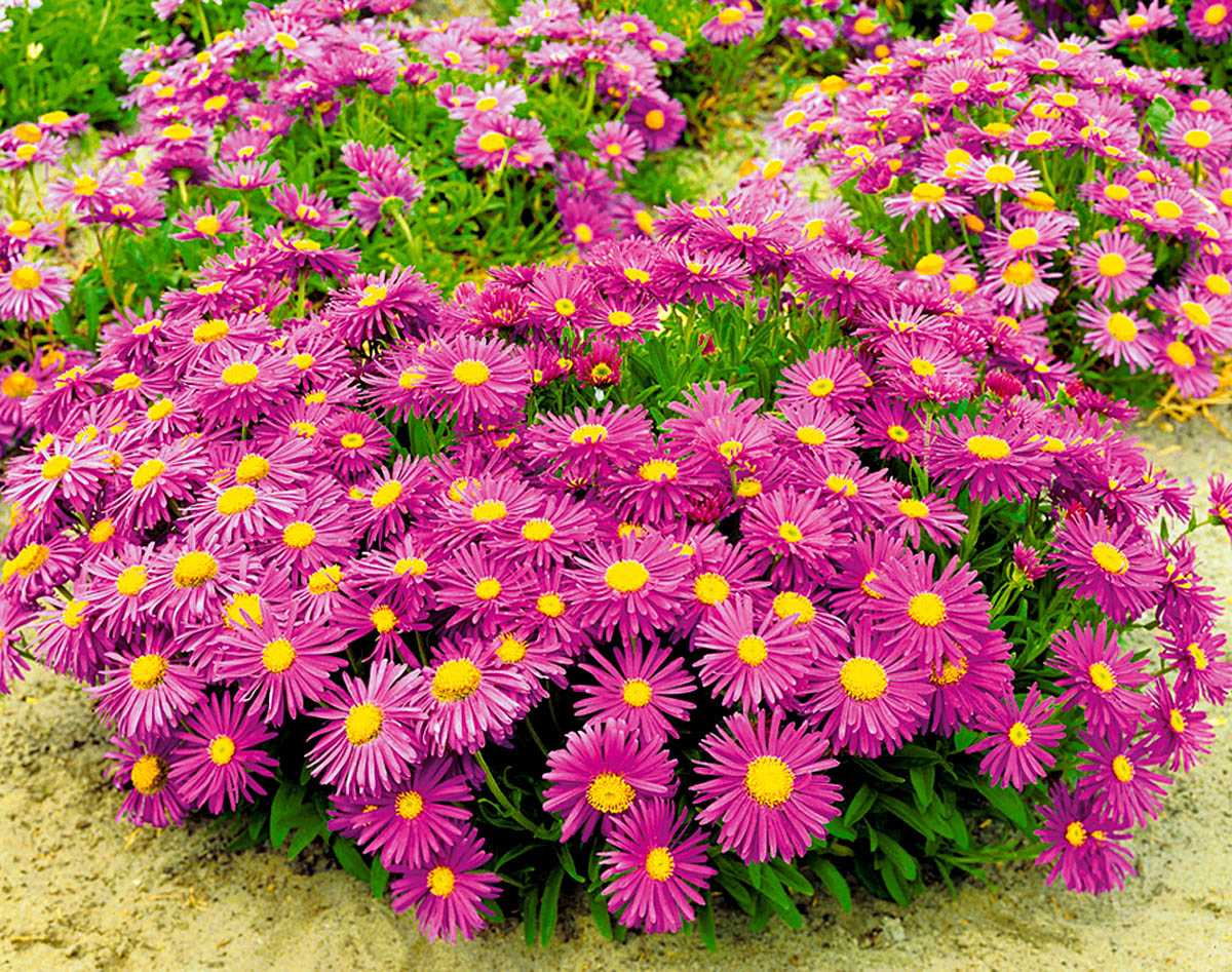 Астра - цветок многолетний. описание, уход и выращивание :: syl.ru