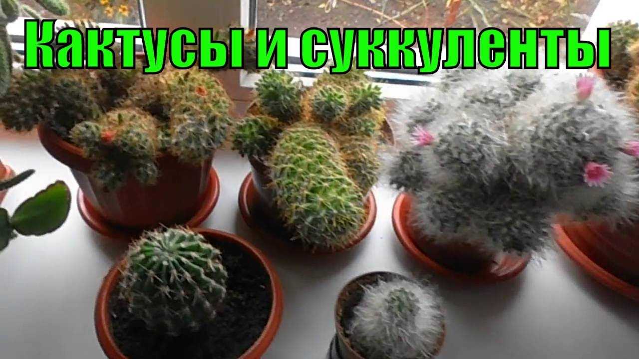 Гниль кактусов разной этиологии сухие гнили болезни кактусов / кактусёнок.ру