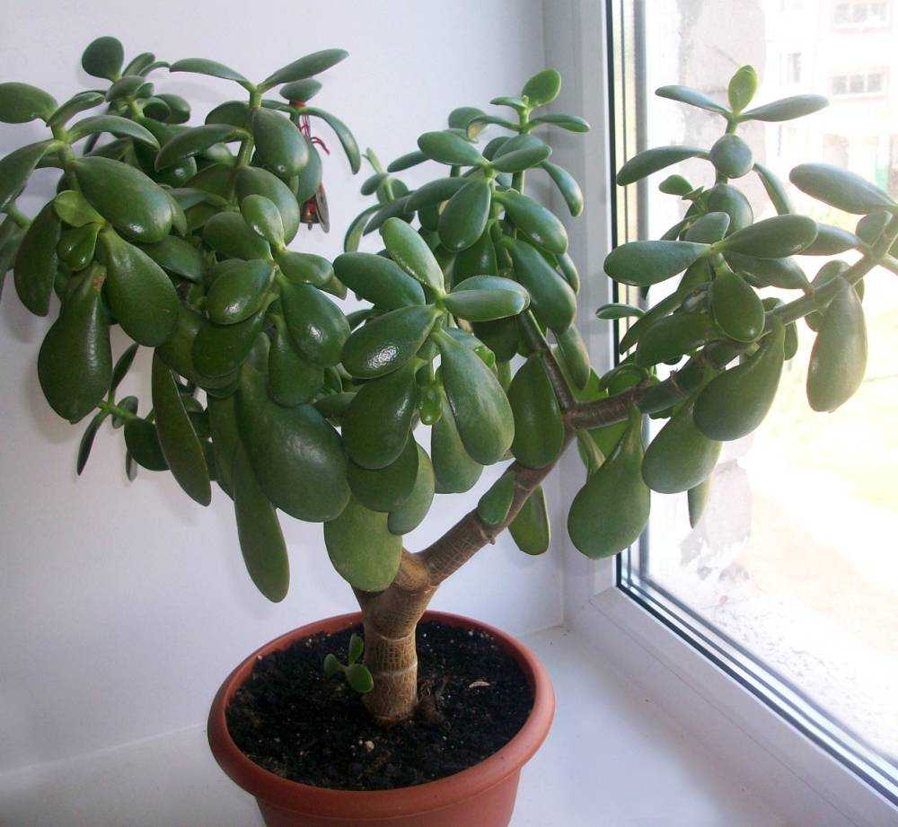 Денежное дерево — как посадить отросток в домашних условиях