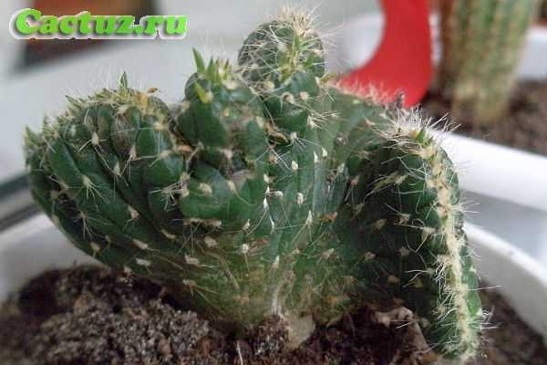 Проблемы и болезни кактусов