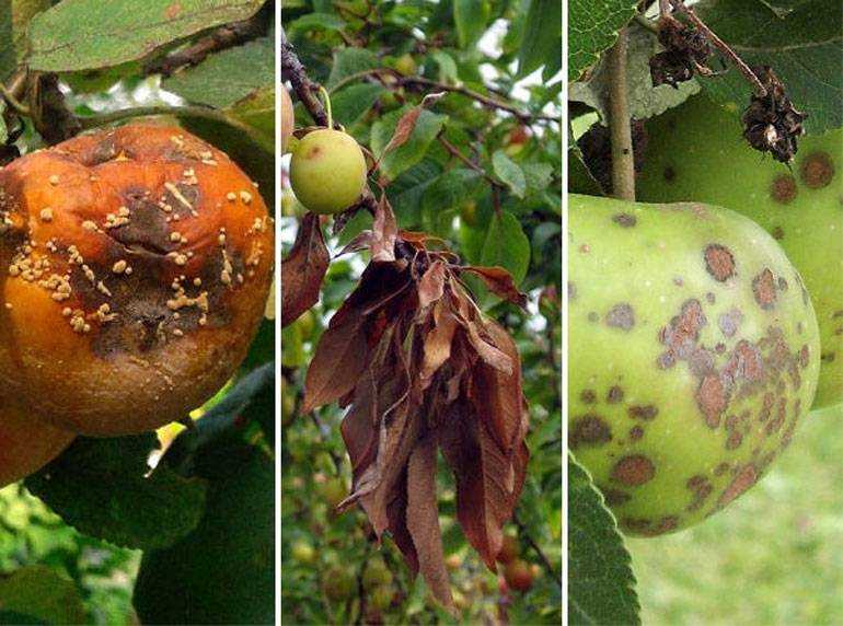 Монилиоз вишни: симптомы болезни и способы лечения косточковых деревьев
