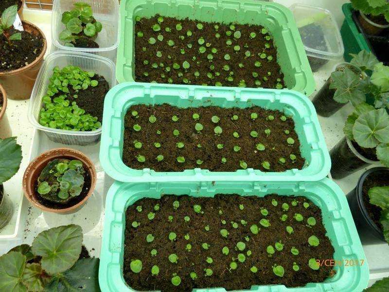 Клубневая бегония: выращивание из семян, черенков и клубней и уход за растением в домашних условиях