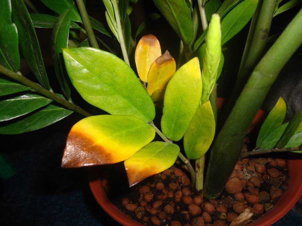 Почему желтеют листья у замиокулькаса в домашних условиях: причина и что делать
