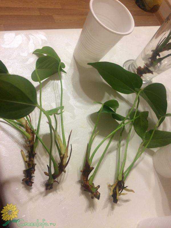 Антуриум - необычное растение для вашего жилья | огородник