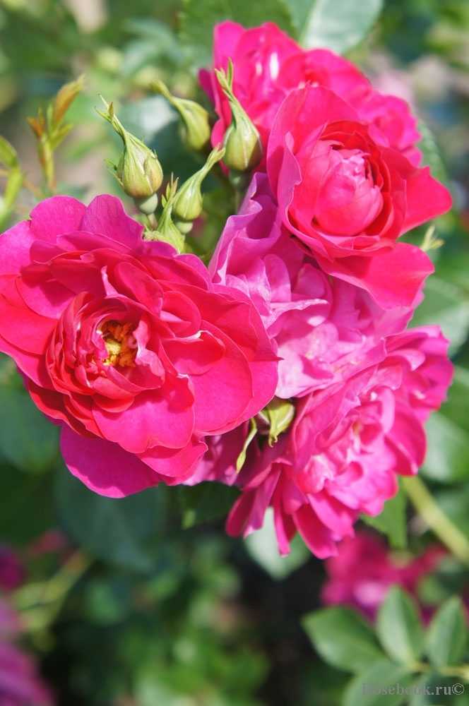 Канадская роза джон дэвис