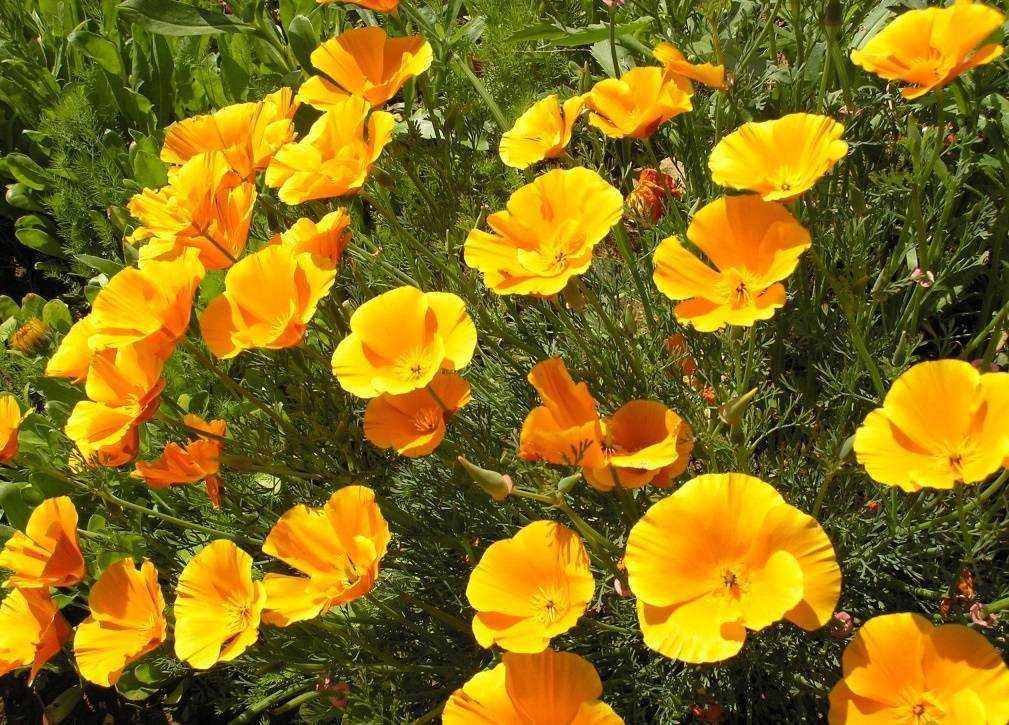 Эшшольция Eschscholzia или калифорнийский мак — как выглядят цветы популярных сортов Выращивание из семечки в открытом грунте Посадка рассады в открытый грунт Уход за всходами в домашних условиях