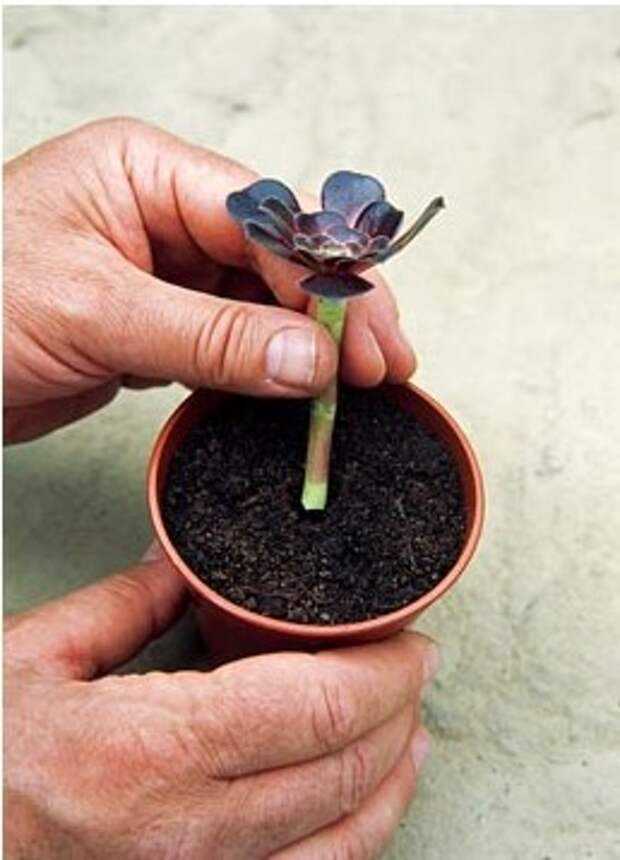 Эониум (aeonium). виды, уход, размножение дома. | floplants. о комнатных растениях