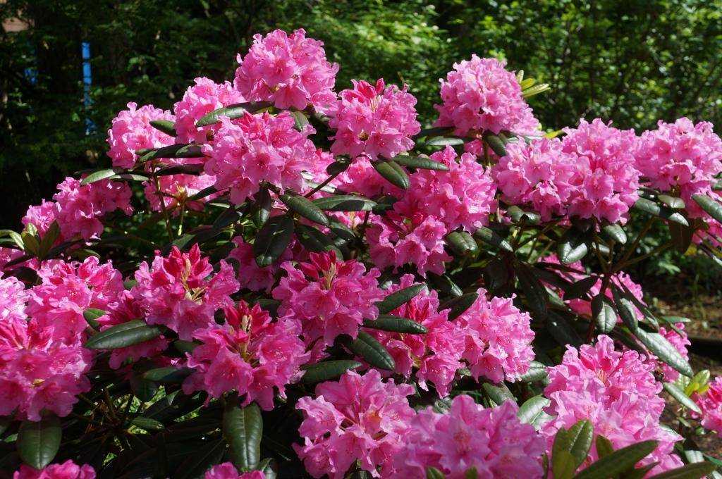 Рододендрон листопадный - украшение сада. выращивание и уход