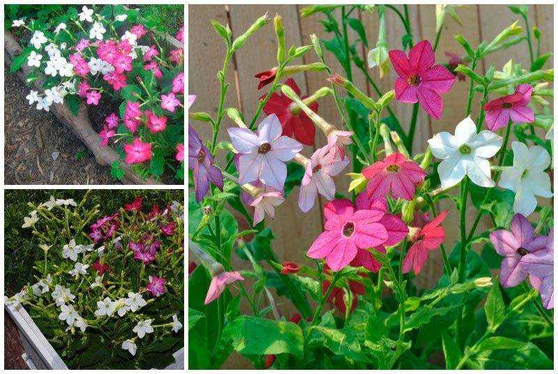 Душистый табак - посадка и особенности ухода за цветком в саду