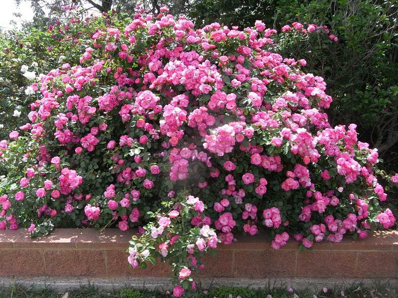 Роза шраб: сорта, уход и выращивание в саду, вредители