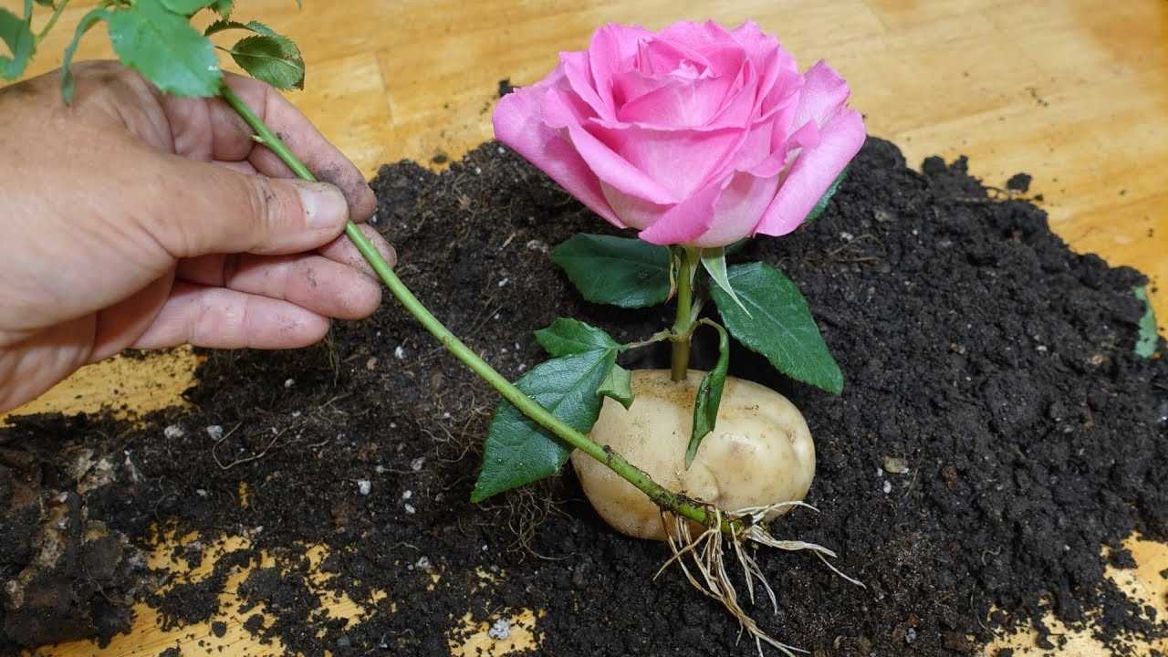 Основные причины почернения цветов и листьев розы: как помочь растению