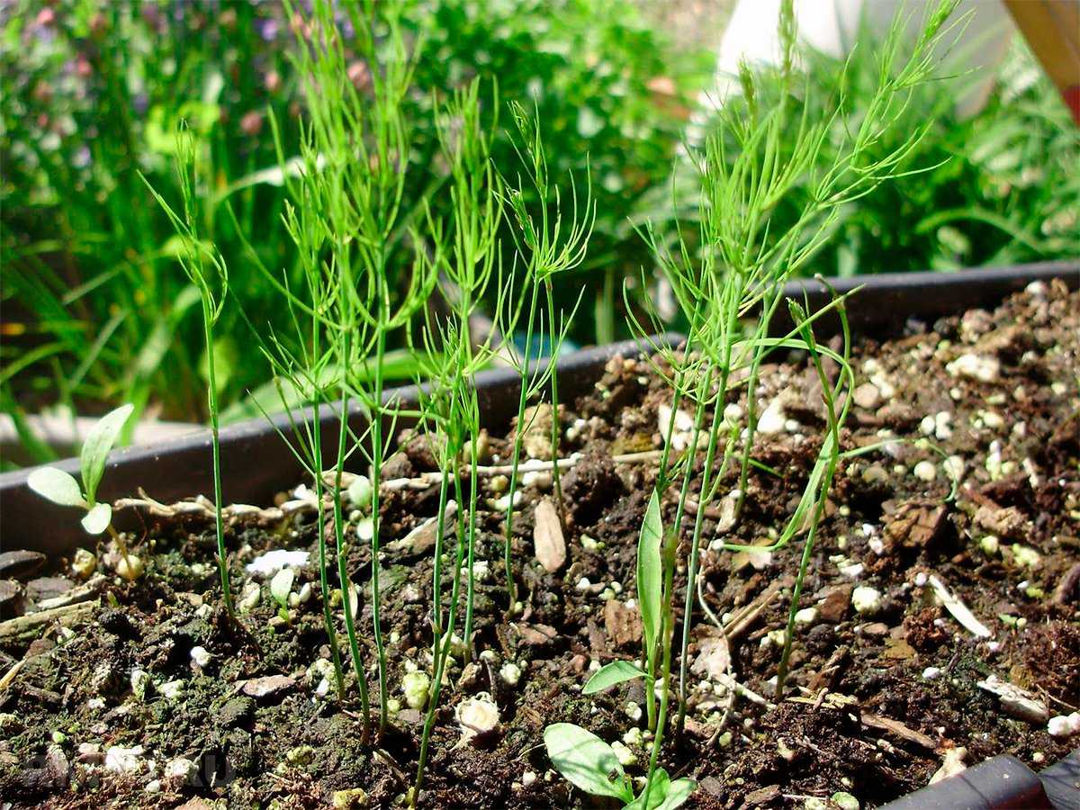 Выращивание спаржи на огороде: правильная посадка в открытый грунт и уход