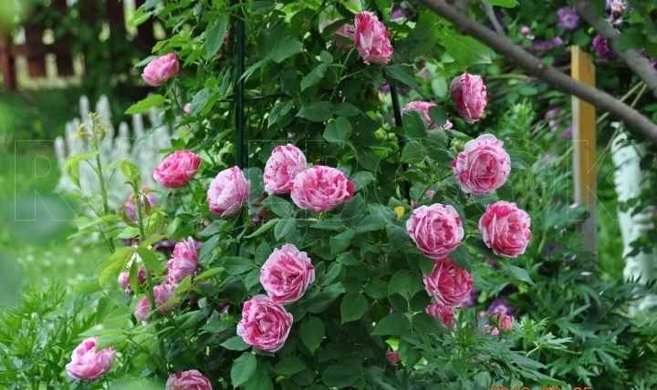 Плетистая роза фердинанд пичард — описание сорта