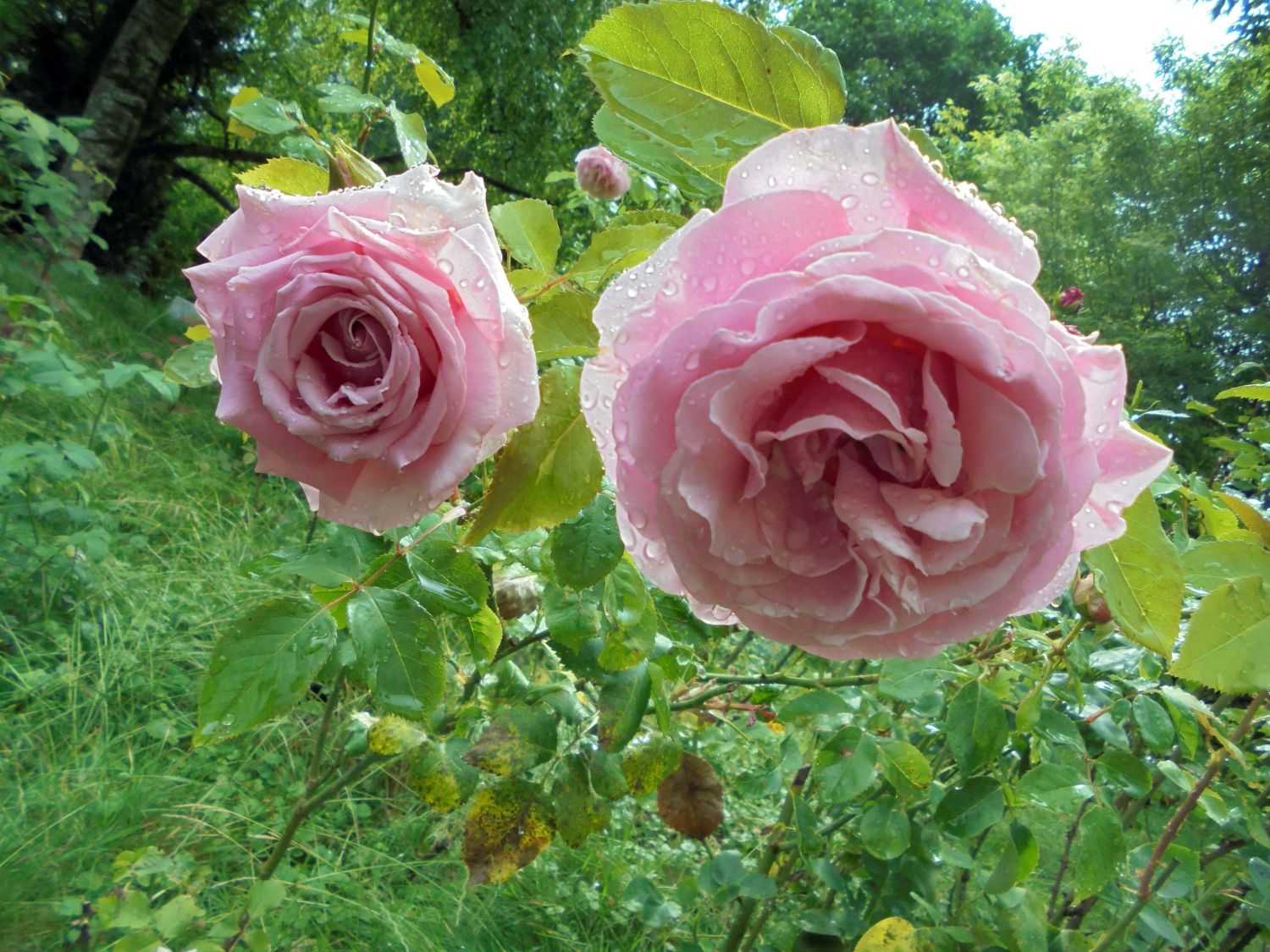 Роза «фредерик мистраль» описание, фото и отзывы садоводов