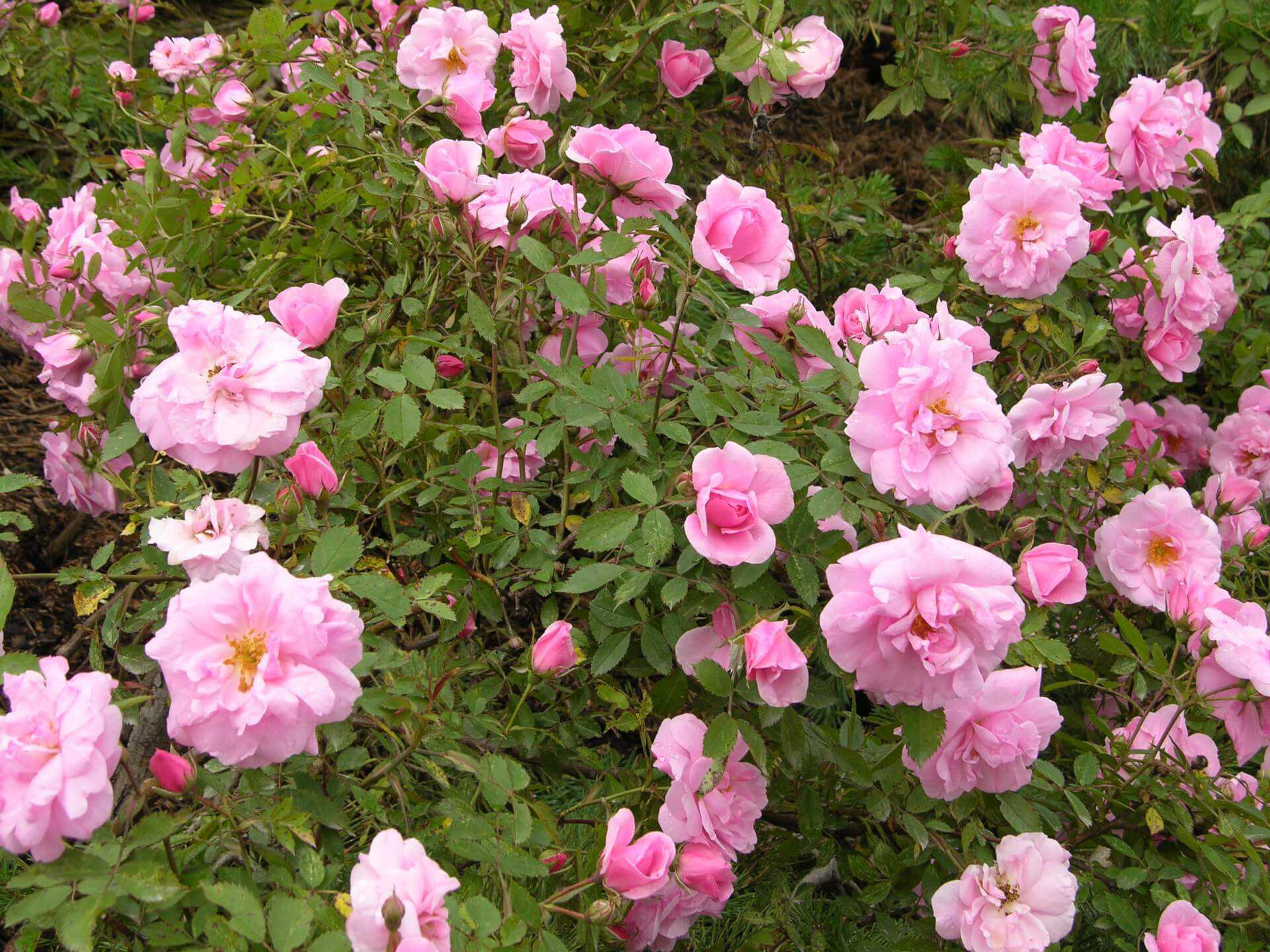 Роза Джон Дэвис John Davis — описание канадского сорта, как выглядит, преимущества и недостатки Выращивание паркового цветка, как правильно высаживать, оптимальный период Уход за розой Девиса в зависимости от сезона
