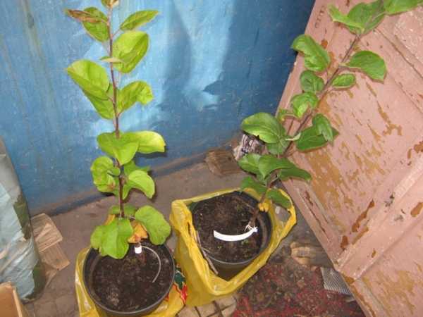 Выращивание яблони из семян в домашних условиях: как вырастить, через сколько прорастает, посадка семечки