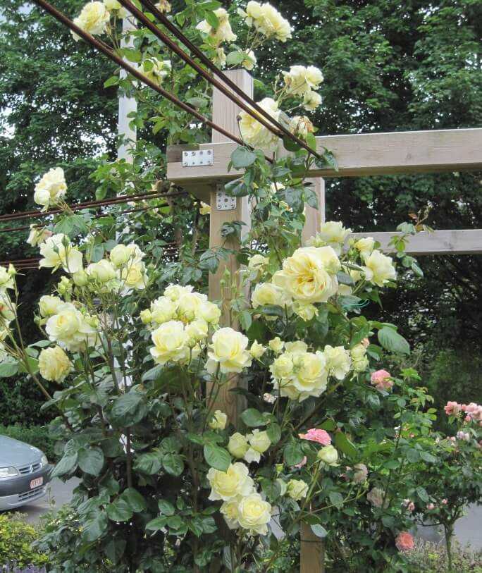 Плетистая роза эльф: фото и описание, отзывы, особенности выращивания