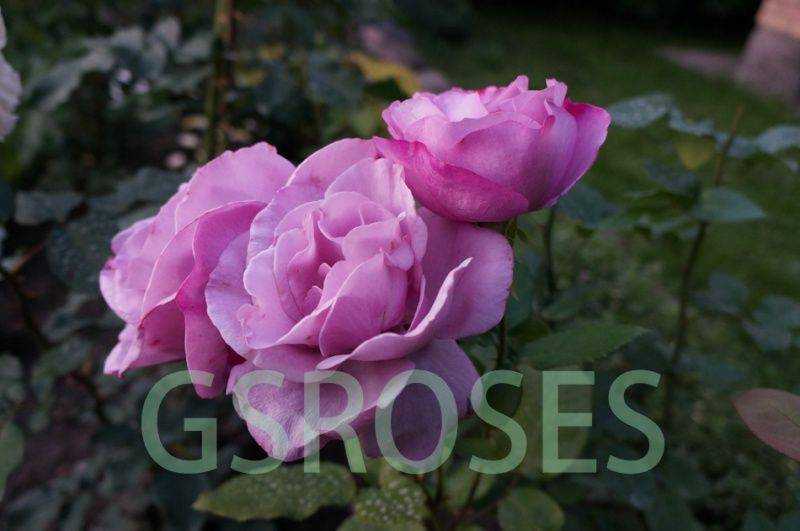 О розе moody blues: описание и характеристики сорта чайно гибридной розы