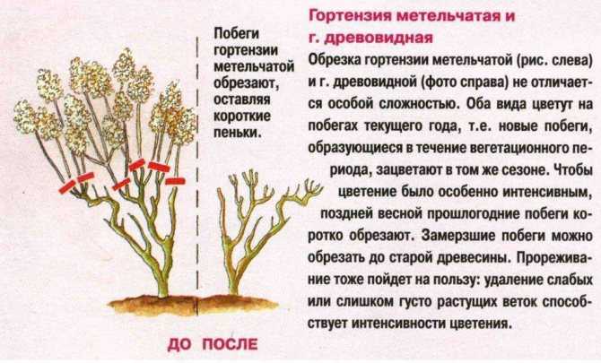 Гортензия метельчатая самарская лидия: описание с фото и отзывами, посадка и уход