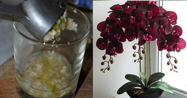 Как подкормить орхидею чесночной водой: рецепт приготовления, показания и противопоказания