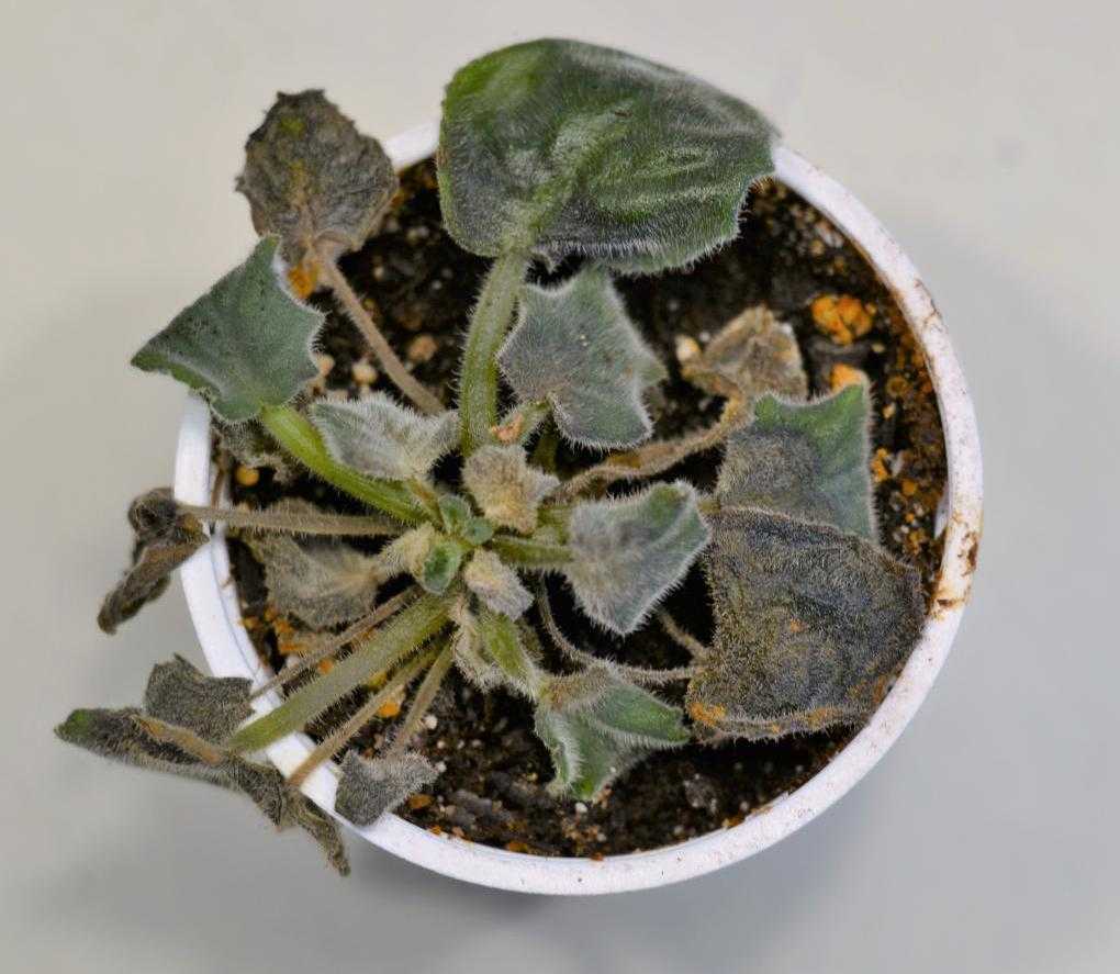 Причины появления белого налета на листьях комнатных растений