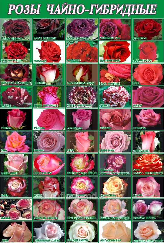 Сорта роз с фото и названиями, виды и сорта роз: белые, желтые, красные, розовые