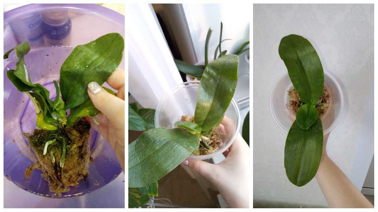Варианты лечения орхидеи при потере тургора и других заболеваниях