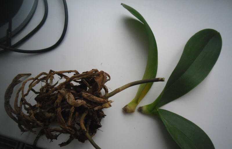 Корни орхидеи вылезли из горшка и торчат снизу или сверху - можно ли обрезать и что делать с ними?