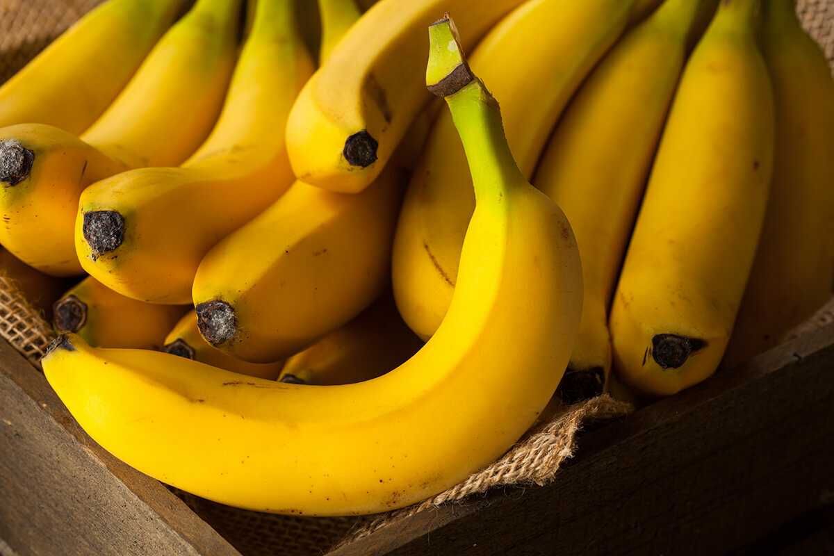 Банан: как получить урожай в комнатных условиях