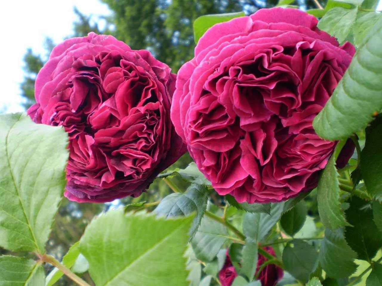 Парковая роза: описание и выращивание