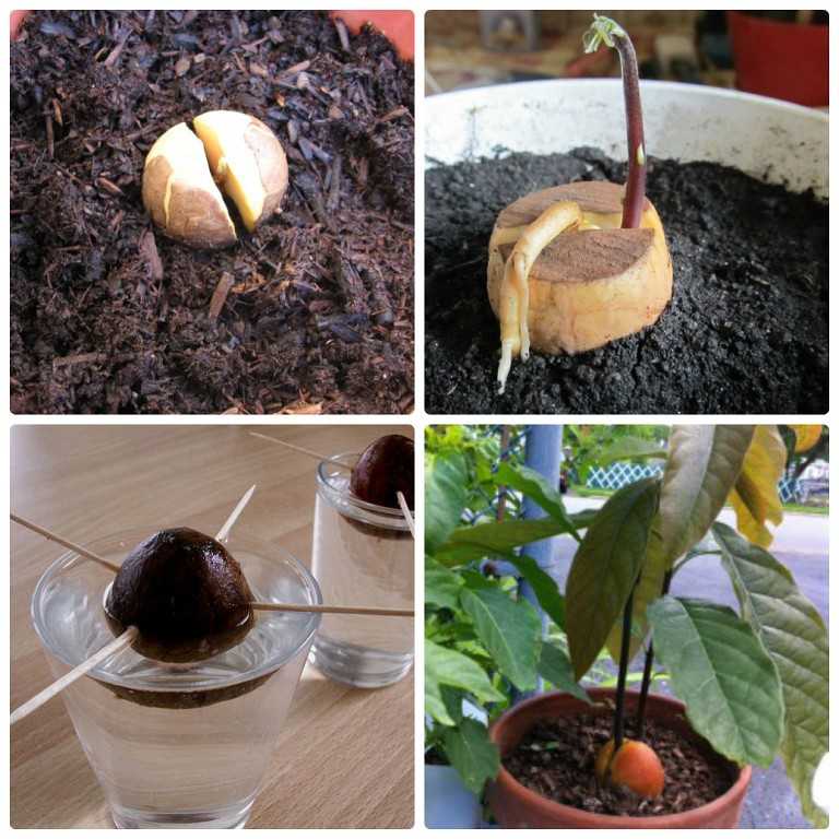 Как посадить авокадо в домашних условиях: все, что вам нужно знать