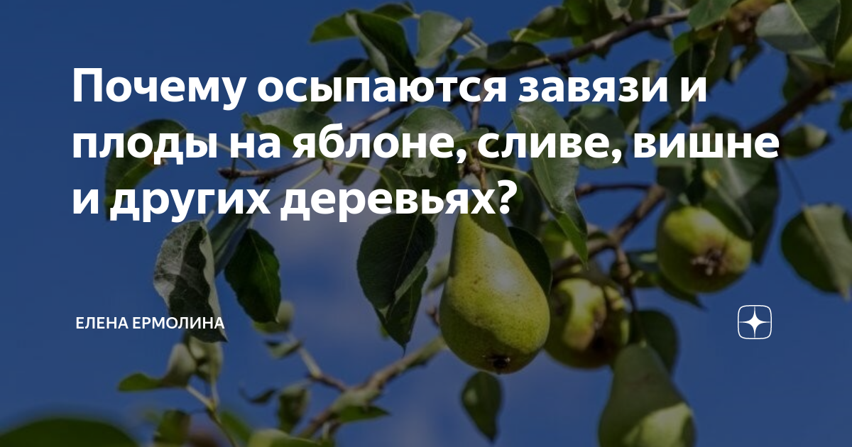 Почему яблоня цветет, но не плодоносит? причины и решения. фото — ботаничка.ru