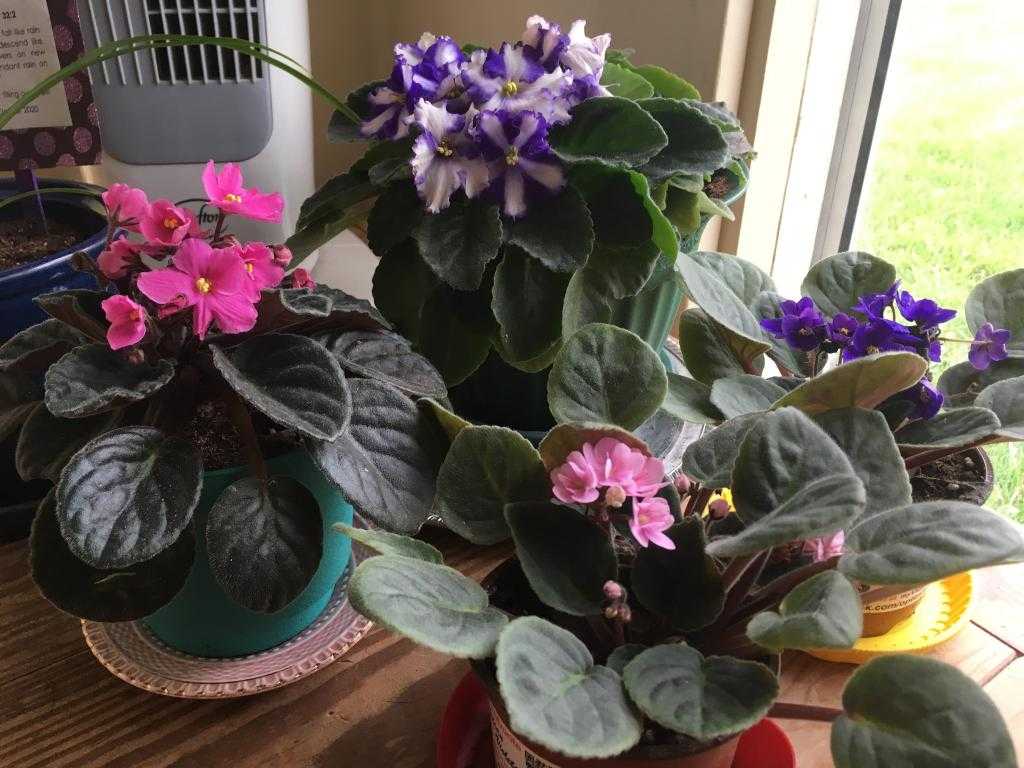 Почему не цветут фиалки: причины, правильный уход, как создать подходящие условия для домашних растений