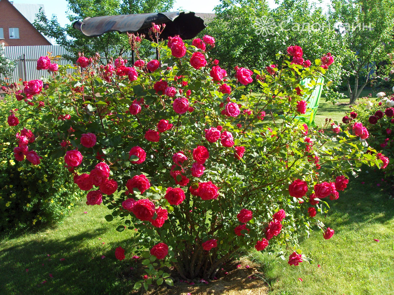 Роза канадская парковая луиза багнет посадка и уход