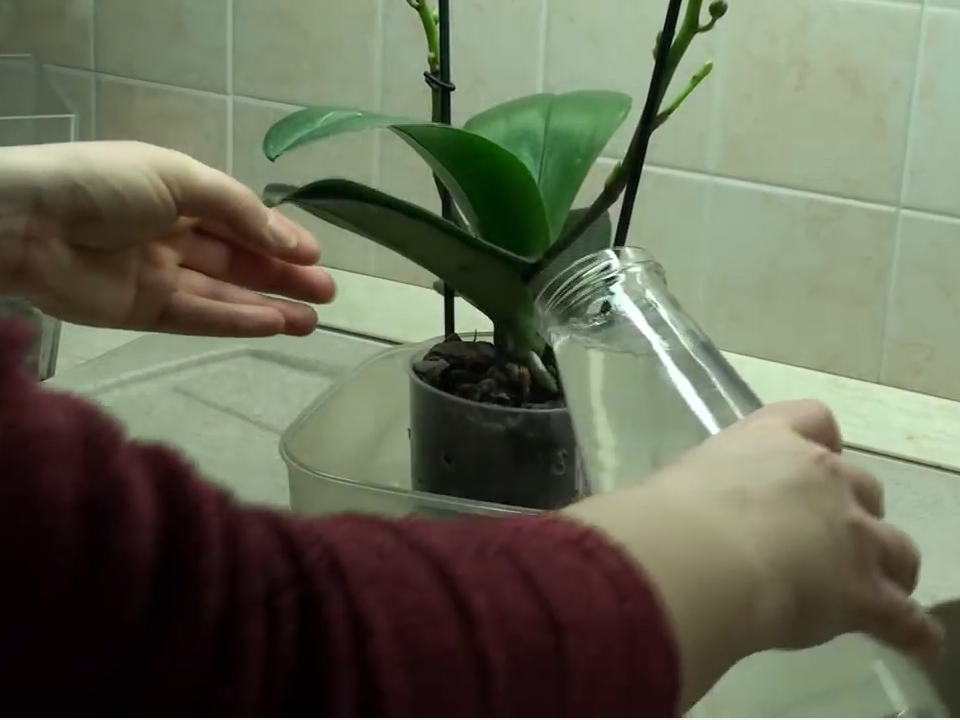Чесночная вода для орхидей: готовим подкормку