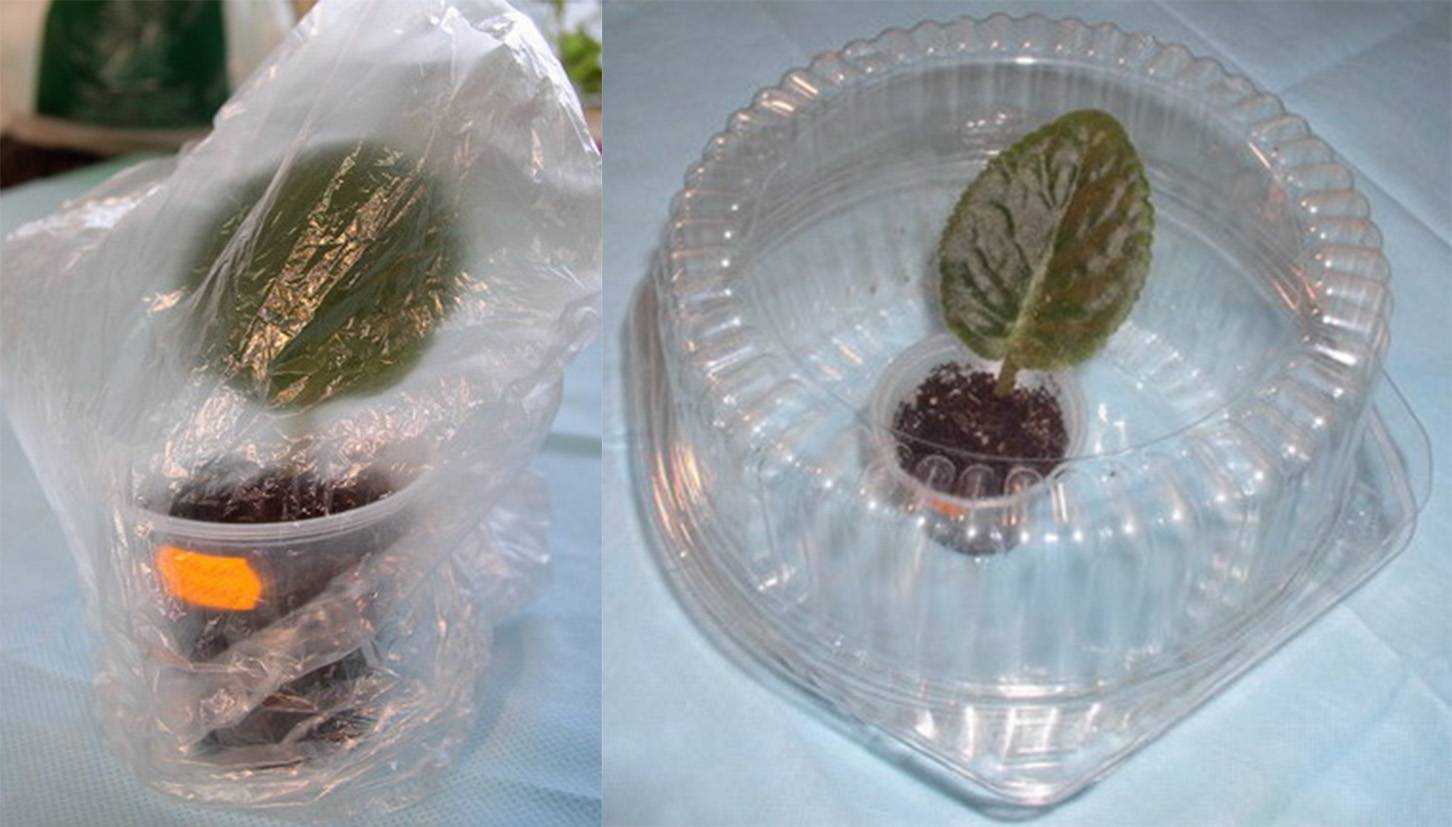 Как вырастить фиалку узумбарскую (сенполию) из листочка в домашних условиях