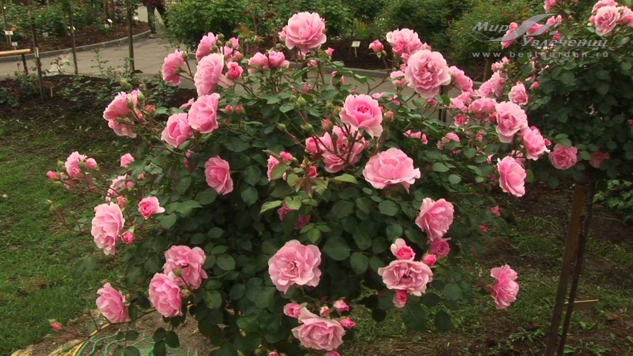 Розы флорибунда: сорта, фото, описание - roza-i-fialka.ru