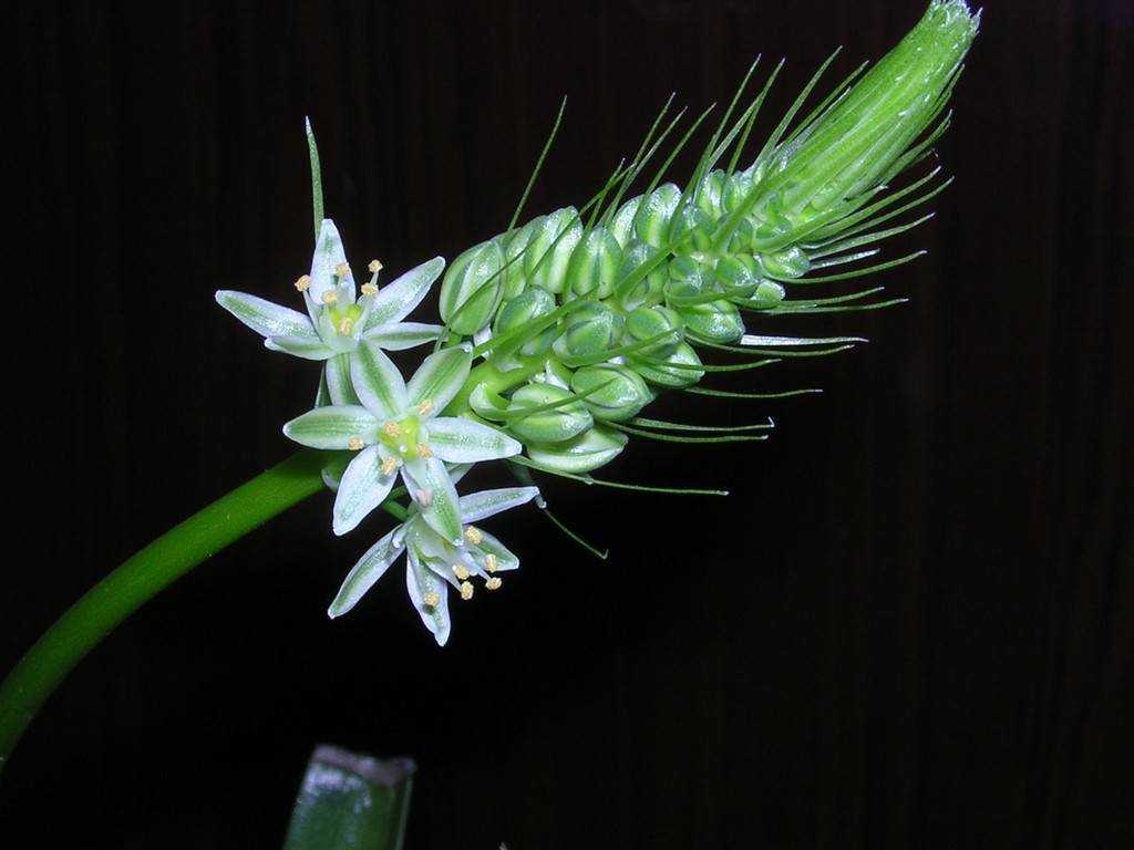 Индийский лук: лечебные свойства, применение, выращивание (фото растения)