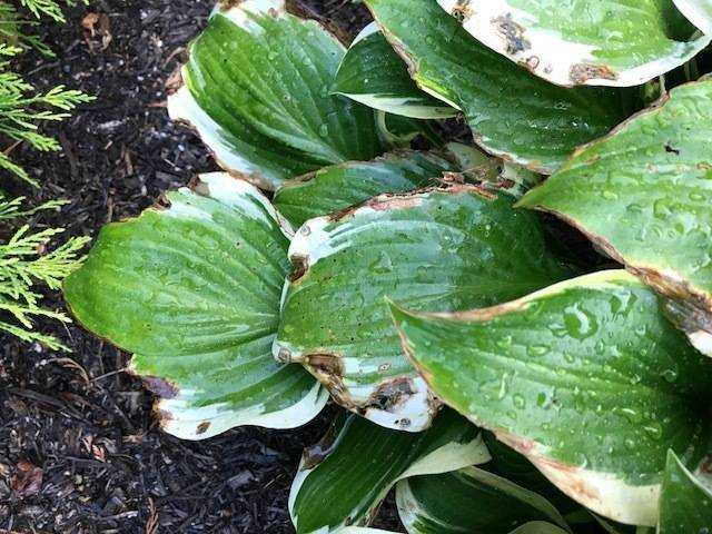 Пожелтения листвы хосты: симптомы и лечение