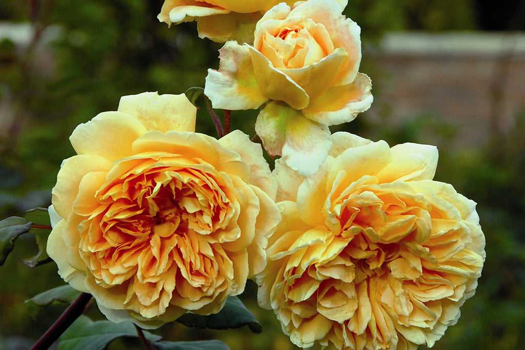 Роза принцесса маргарет: выращивание, фото и описание