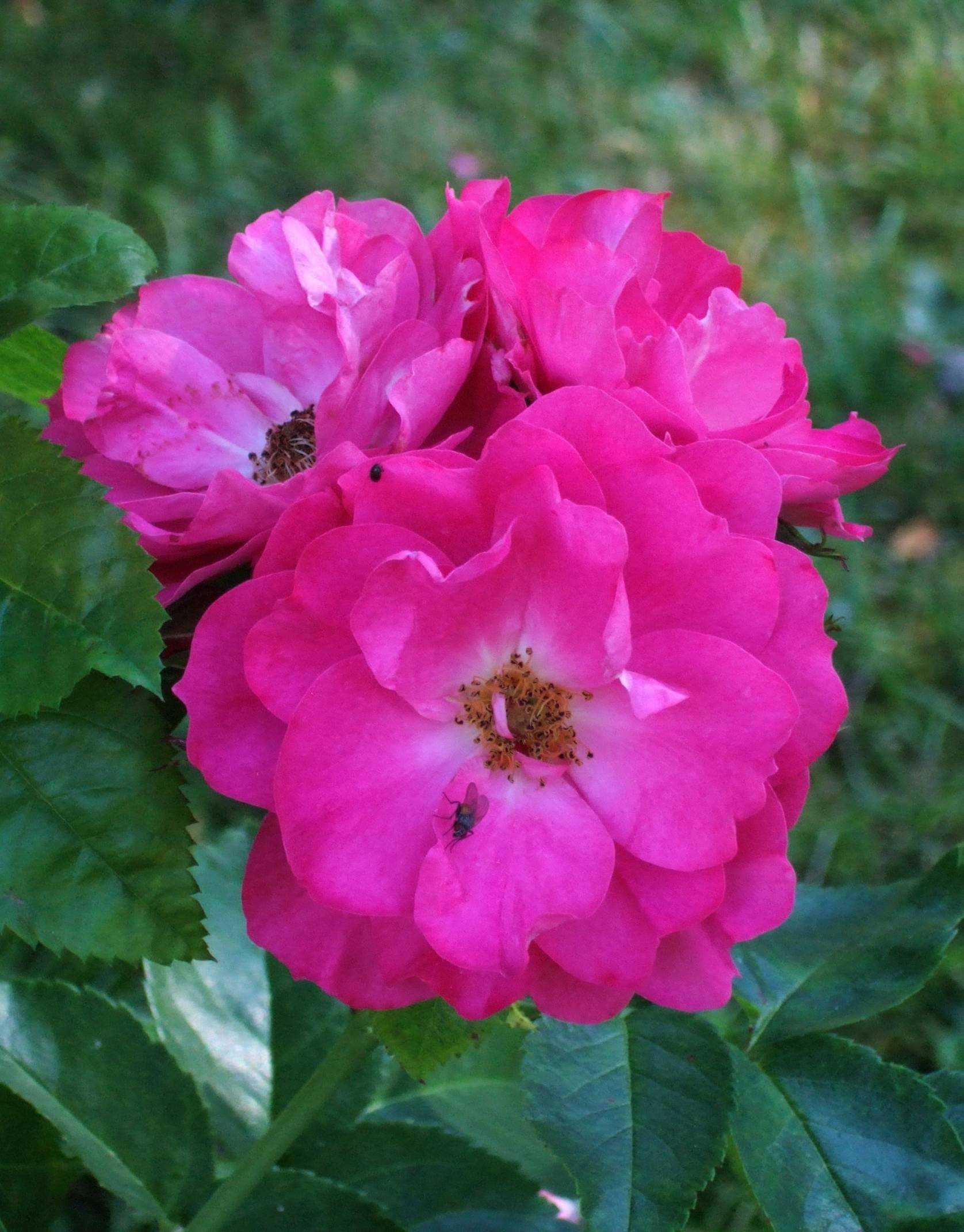 Канадская роза джон дэвис - цветочный мир