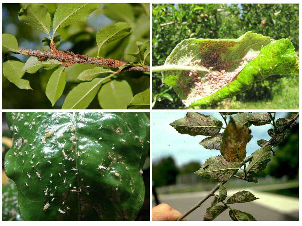 Как бороться с тлей на плодовых деревьях, чем и когда обработать и опрыскать деревья от тли, других вредителей и болезней Эффективный препарат от тли на деревьях