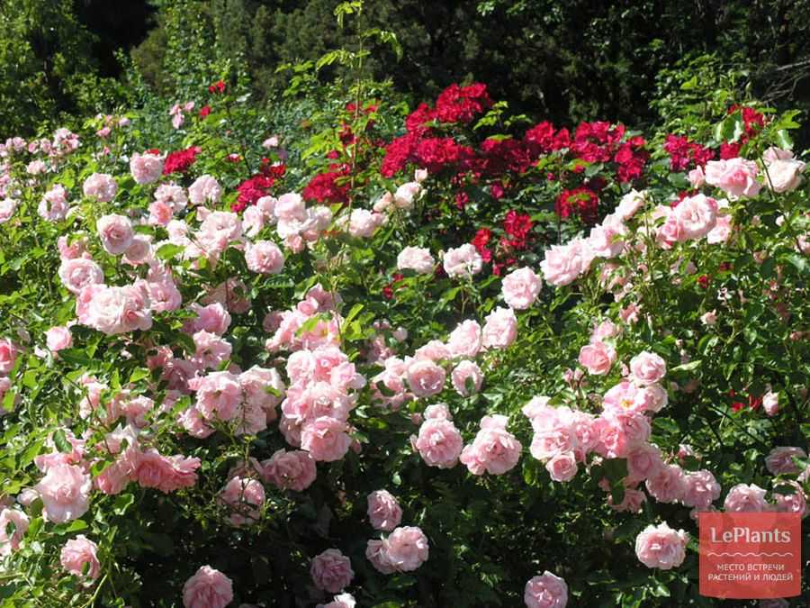 Красивые кустовые пионовидные розы: сорта и цвета