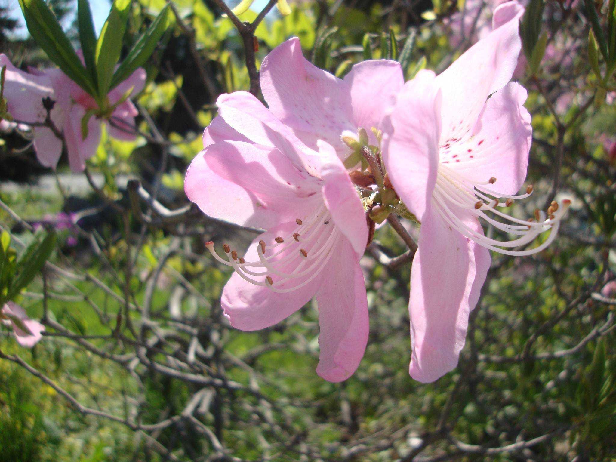 Рододендрон – буйство цветов, описание популярных сортов и видов кустарника с фото, методы размножения, посадка и уход
