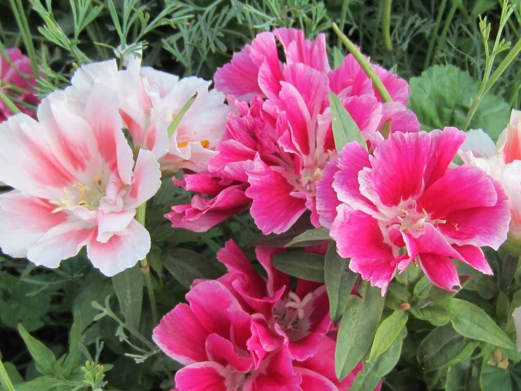 Цветы канны: уход и выращивание в саду и в домашних условиях, условия хранения канн